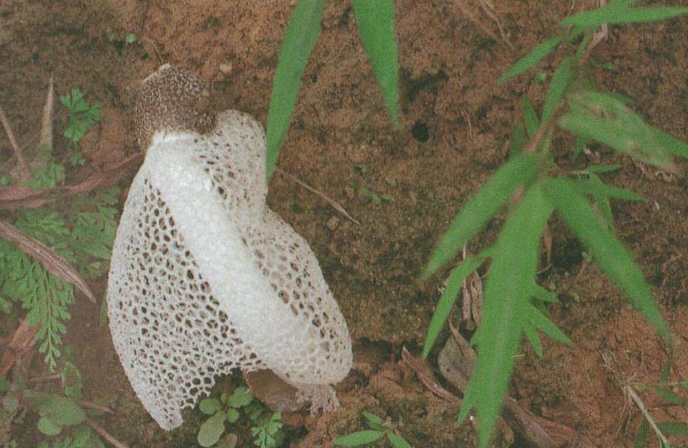 Dictyophora indusiata (Vent.ex Pers.) Fischer